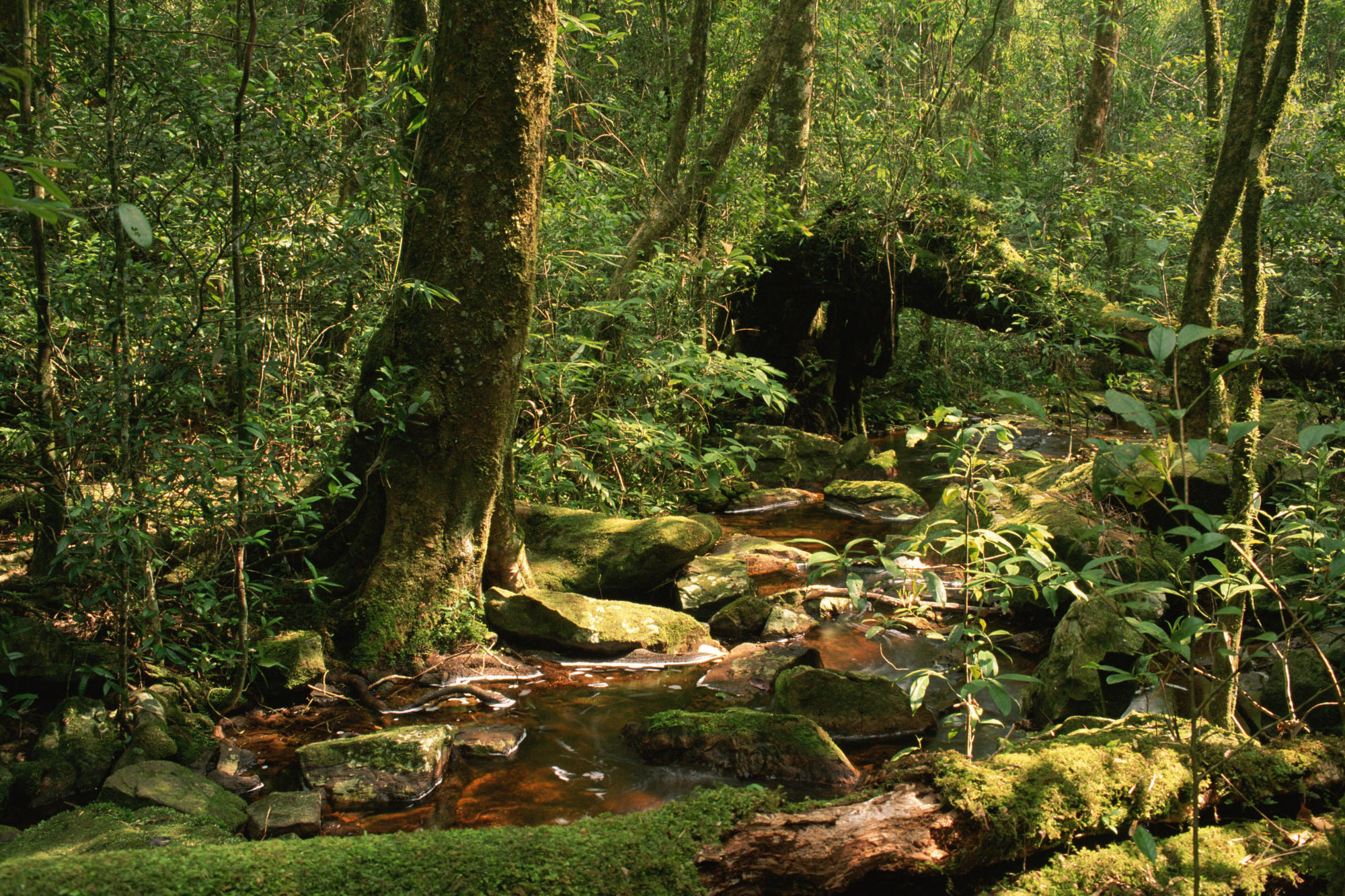 Phu Luang Wildlife Sanctuary Thailand.