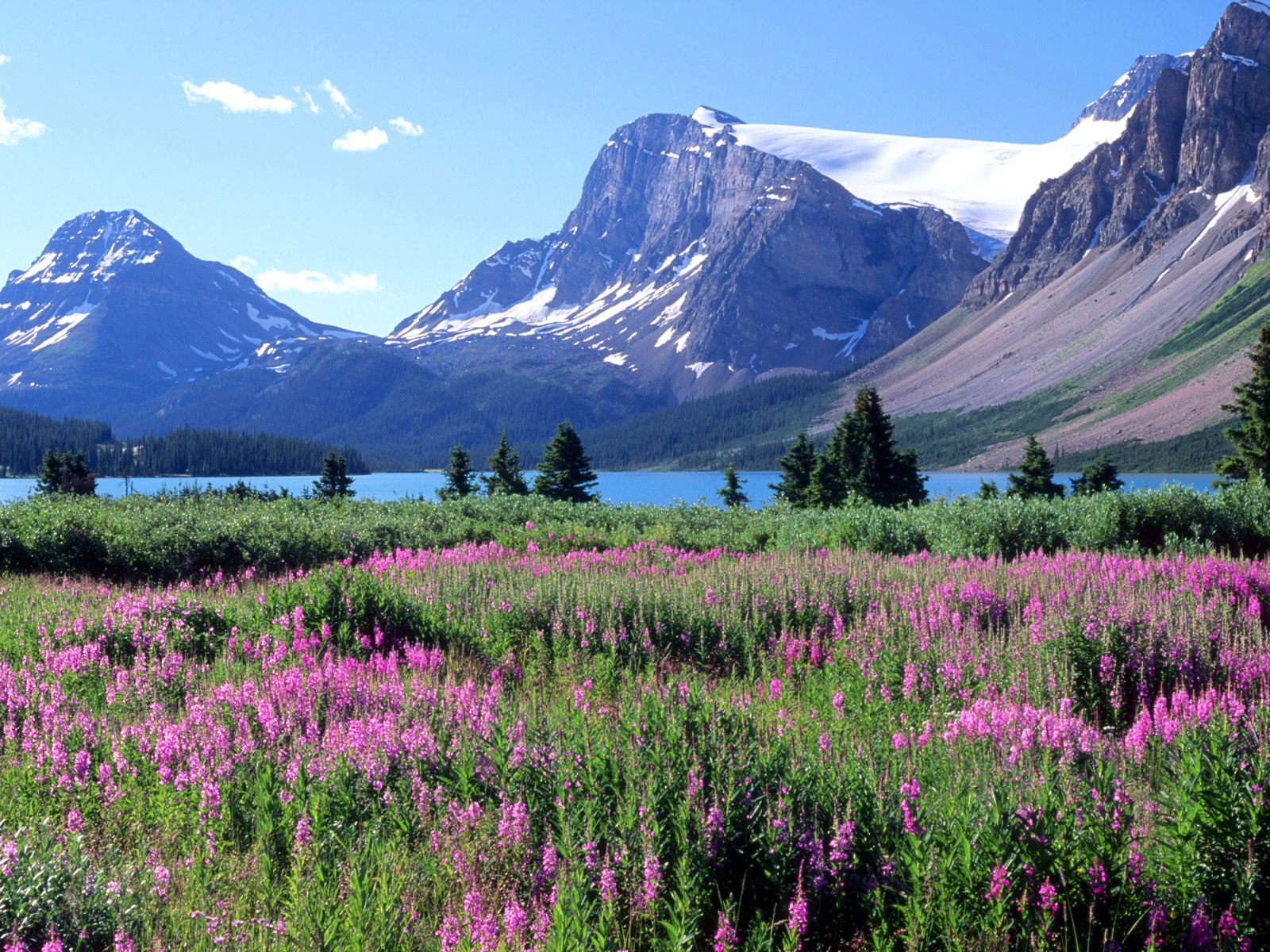 Bow Lake Canadian ROCKIES Alberta picture, Bow Lake Canadian ...