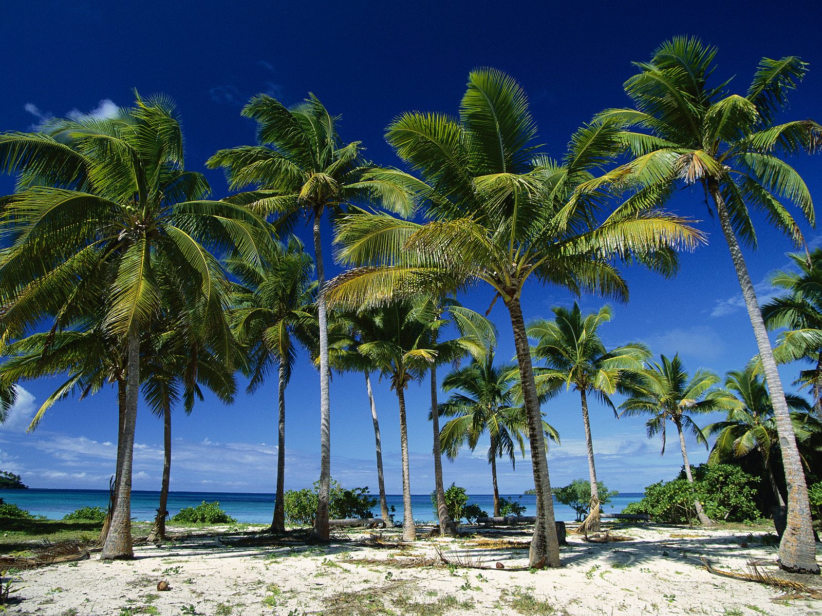 Coconut Palms Taunga Island