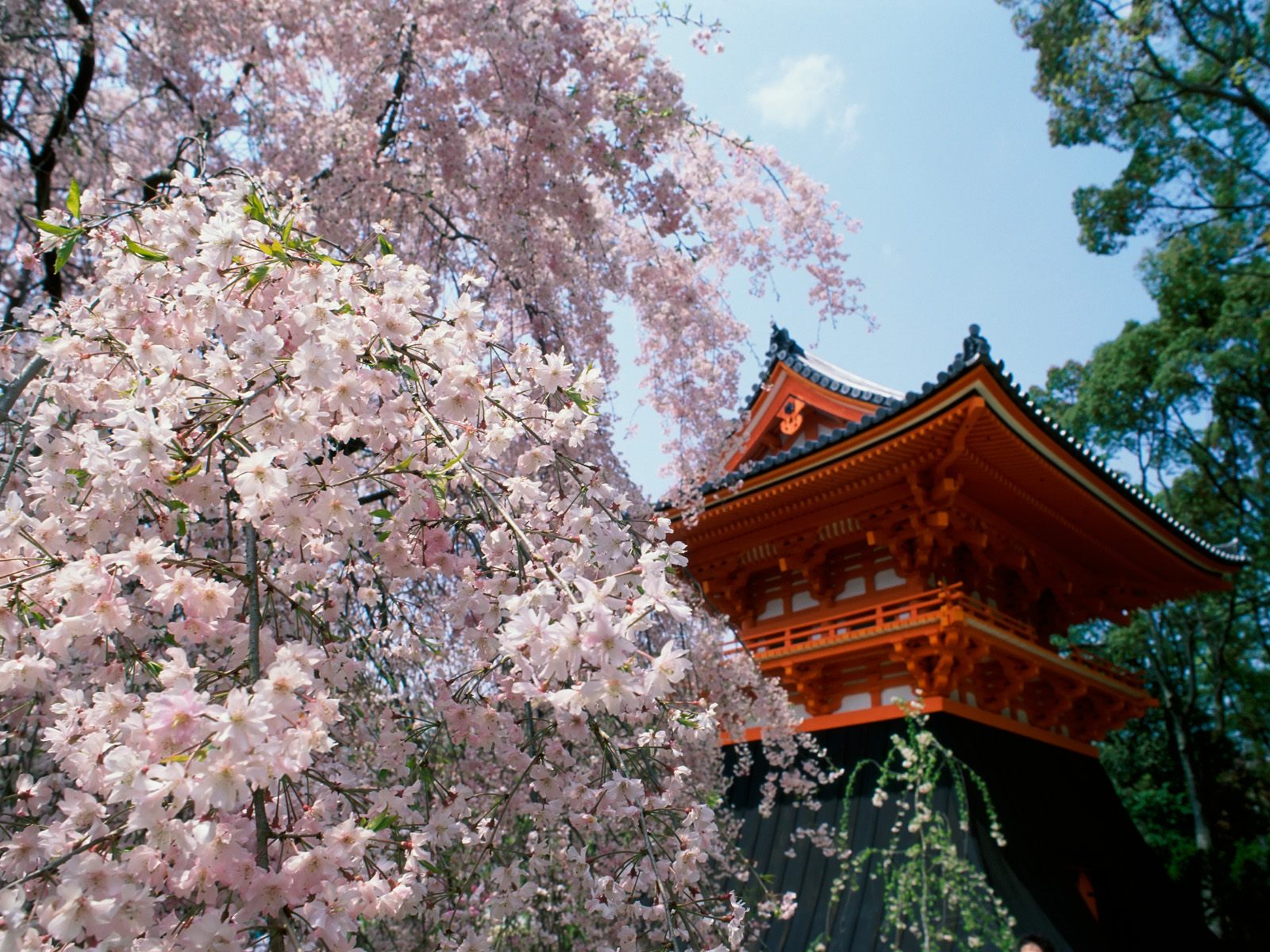 Cherry Blossoms Ninnaji Temple Kyoto Japan photo or wallpaper