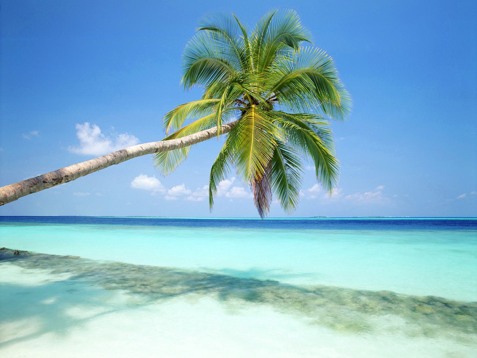 Tropical Island Maldives photo or wallpaper