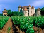 Vineyard Cahors Lot Valley France
