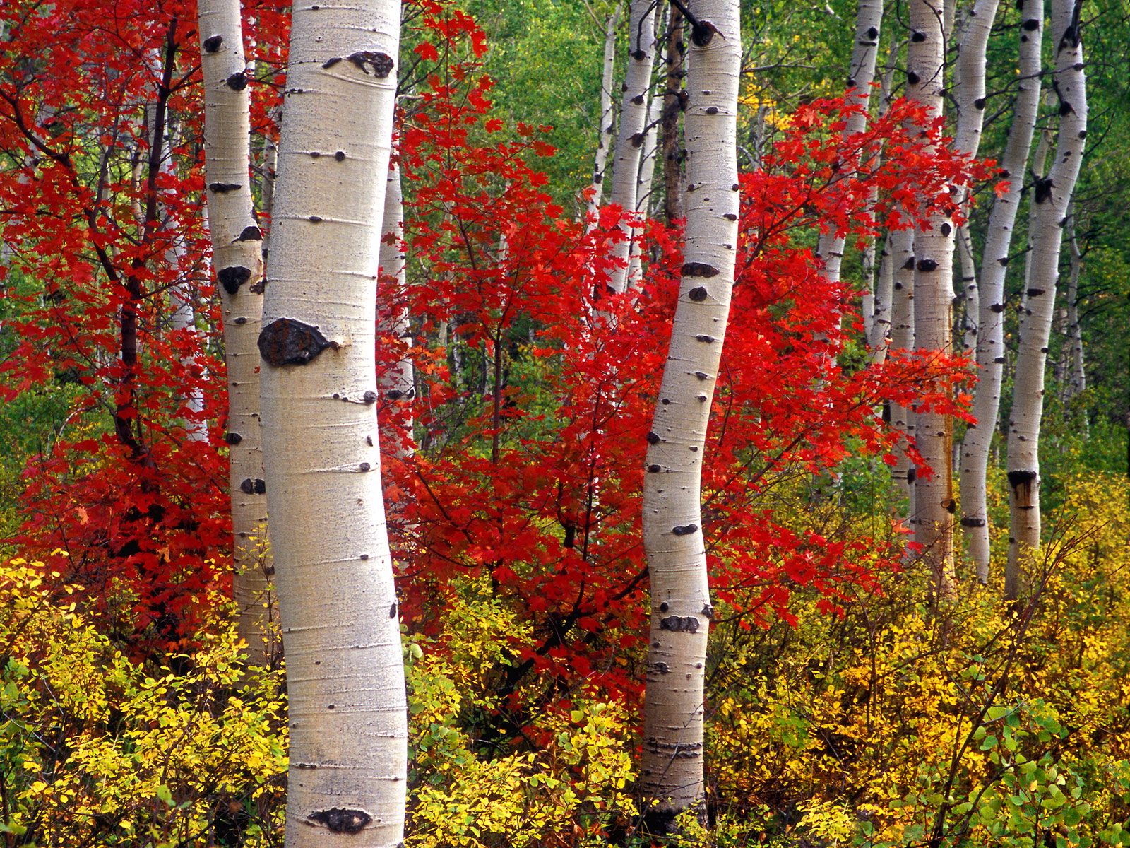 Aspens and Maples Colorado