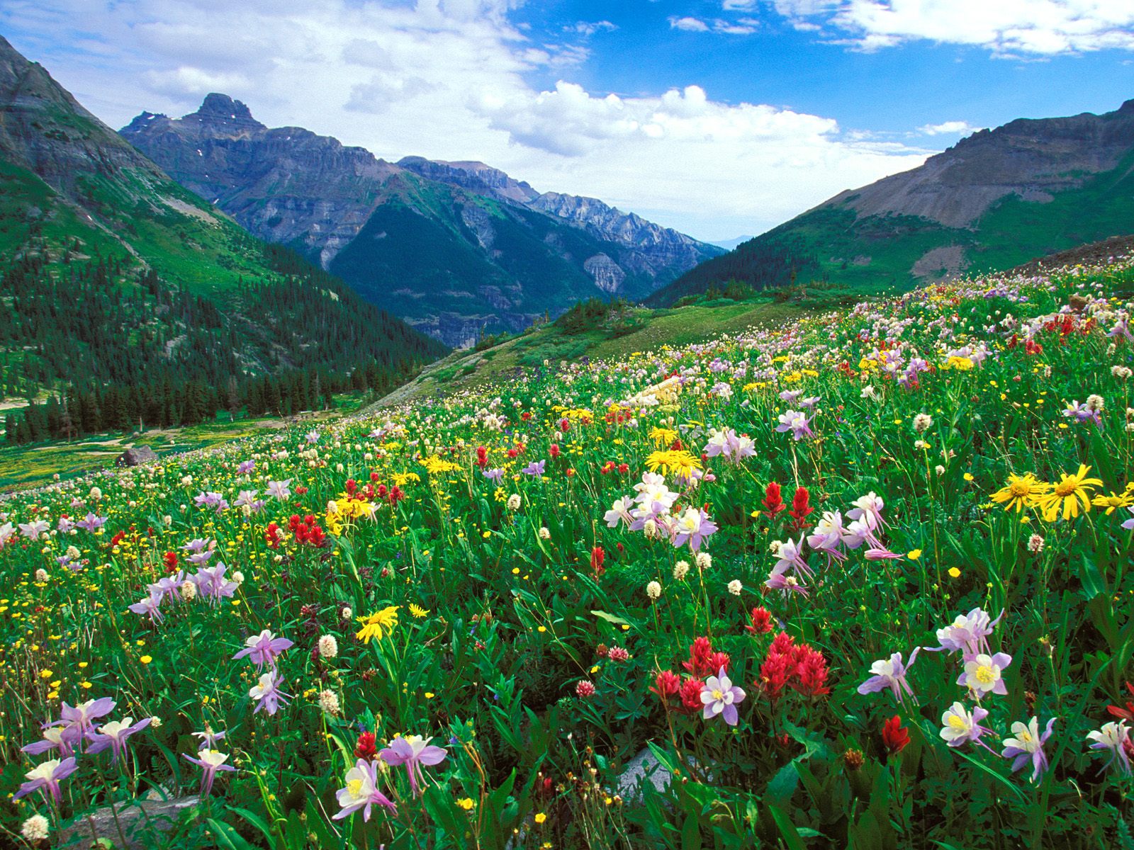 Paintbrush Columbine and Orange Sneezeweed Sneffels Range Colorado