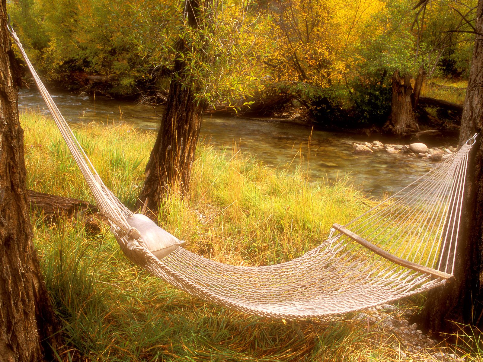 Peaceful Hammock Near a Stream Colorado