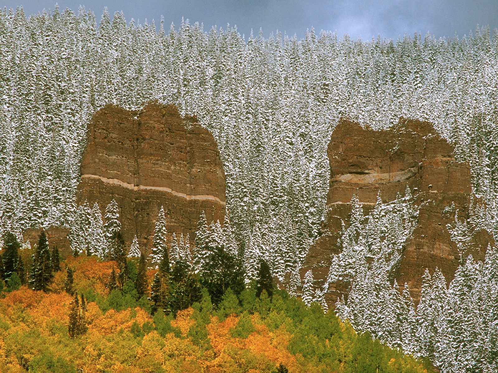 Snow-Covered Trees Colorado