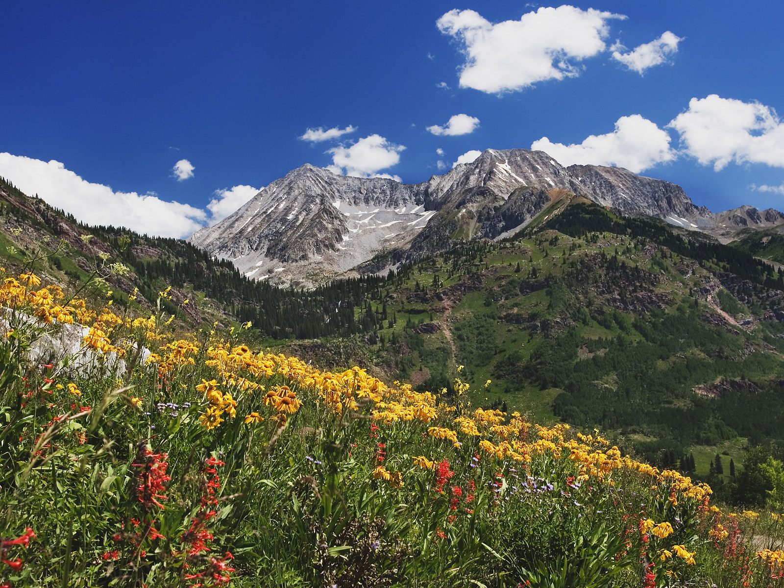 Spring Wildflowers in Alpine Meadow at Lead King Basin in Marble Colorado