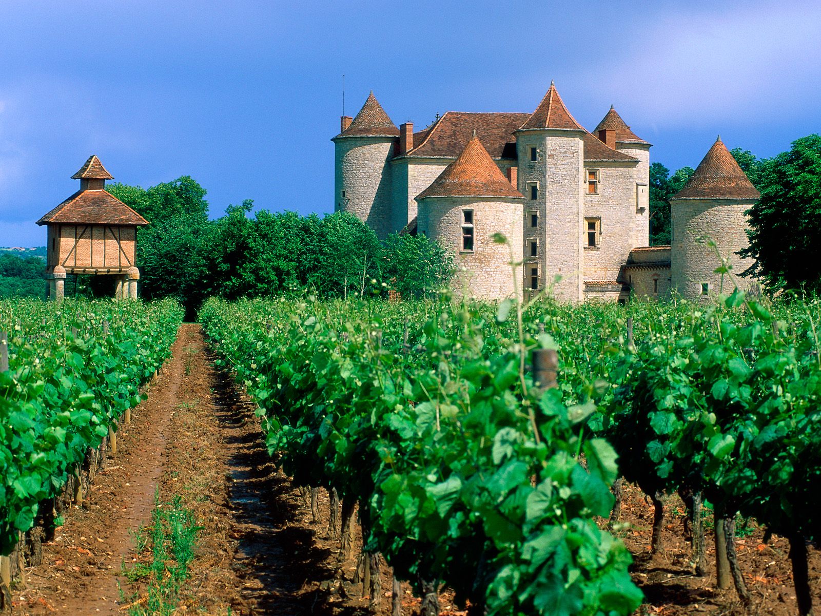 Vineyard Cahors Lot Valley France