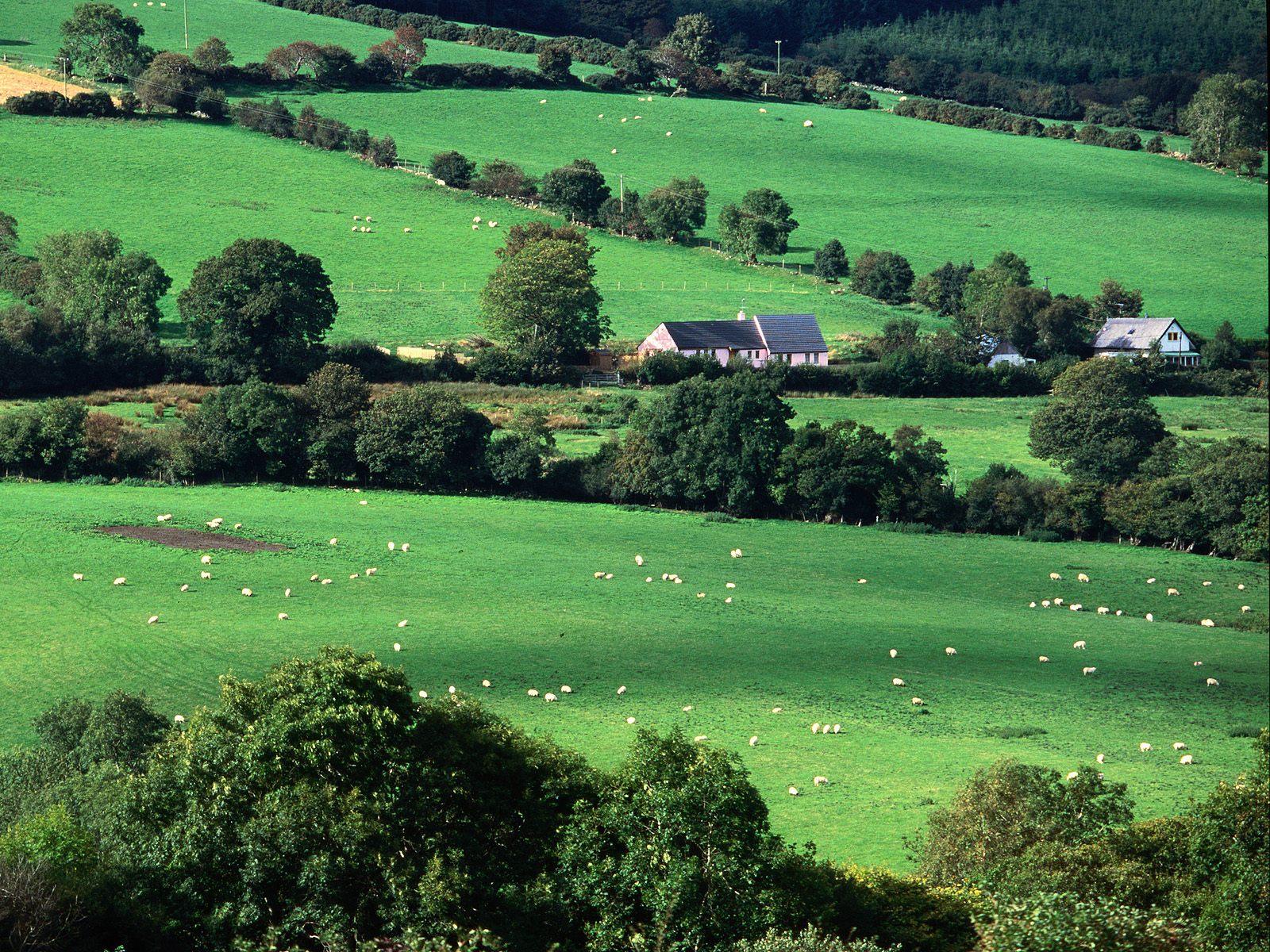 Fields and Farmhouses of County Cork Ireland