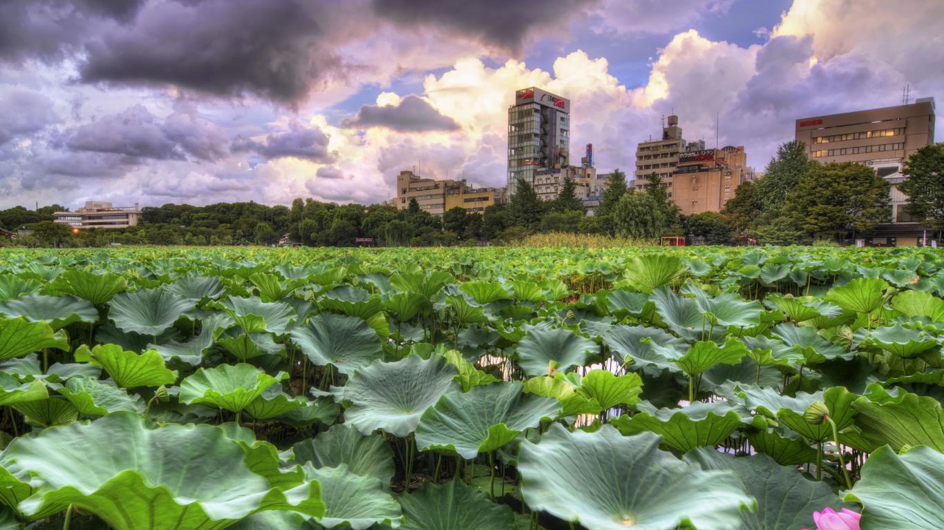 Ueno-Park 1366 x 768