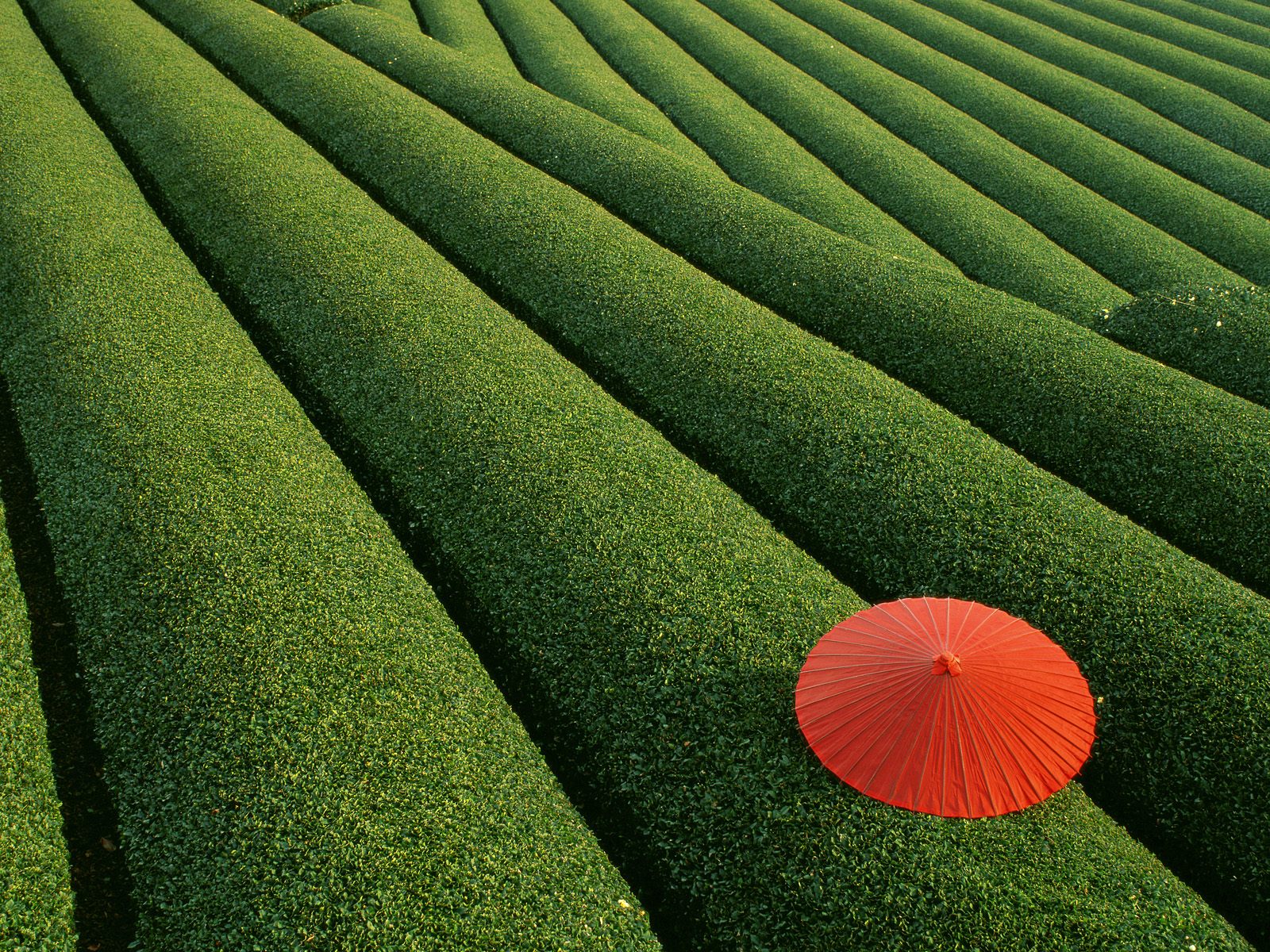 Tea Fields Japan