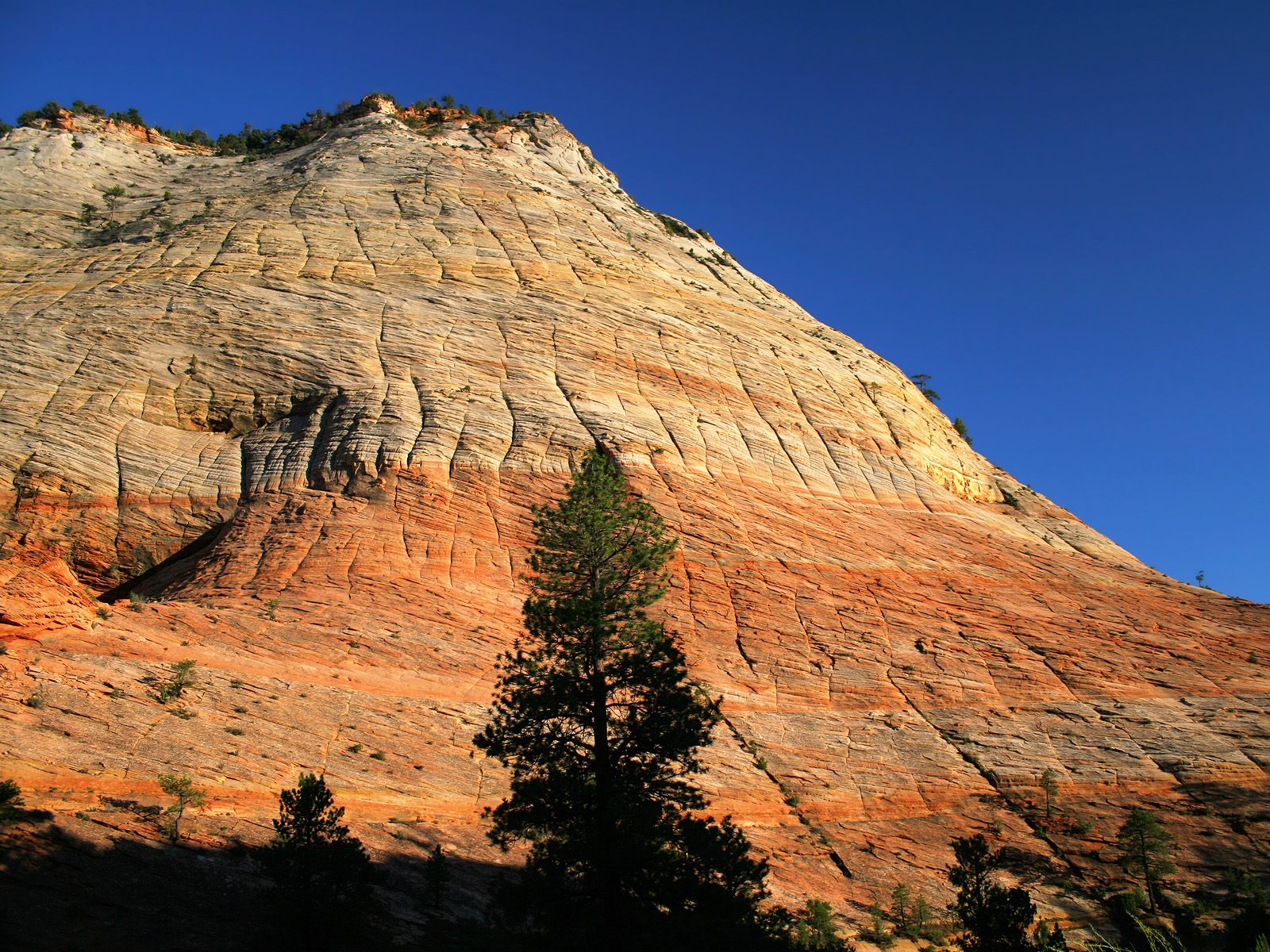 Checkerboard Mesa Zion National Park Utah