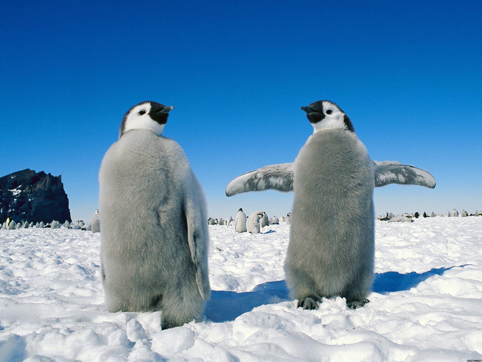 Antarctica penguin