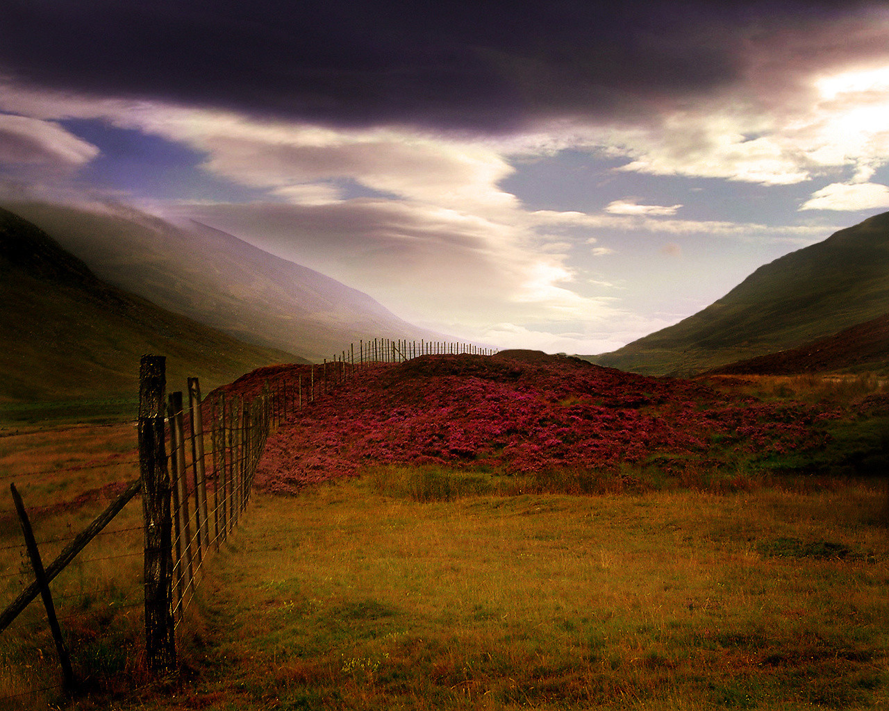 Scottish Heather Scotland