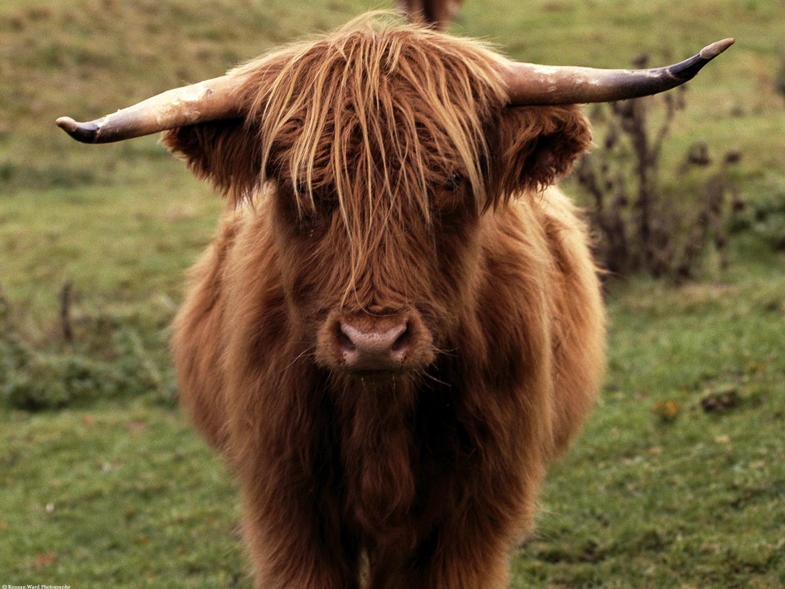 Shetland Cow Scotland