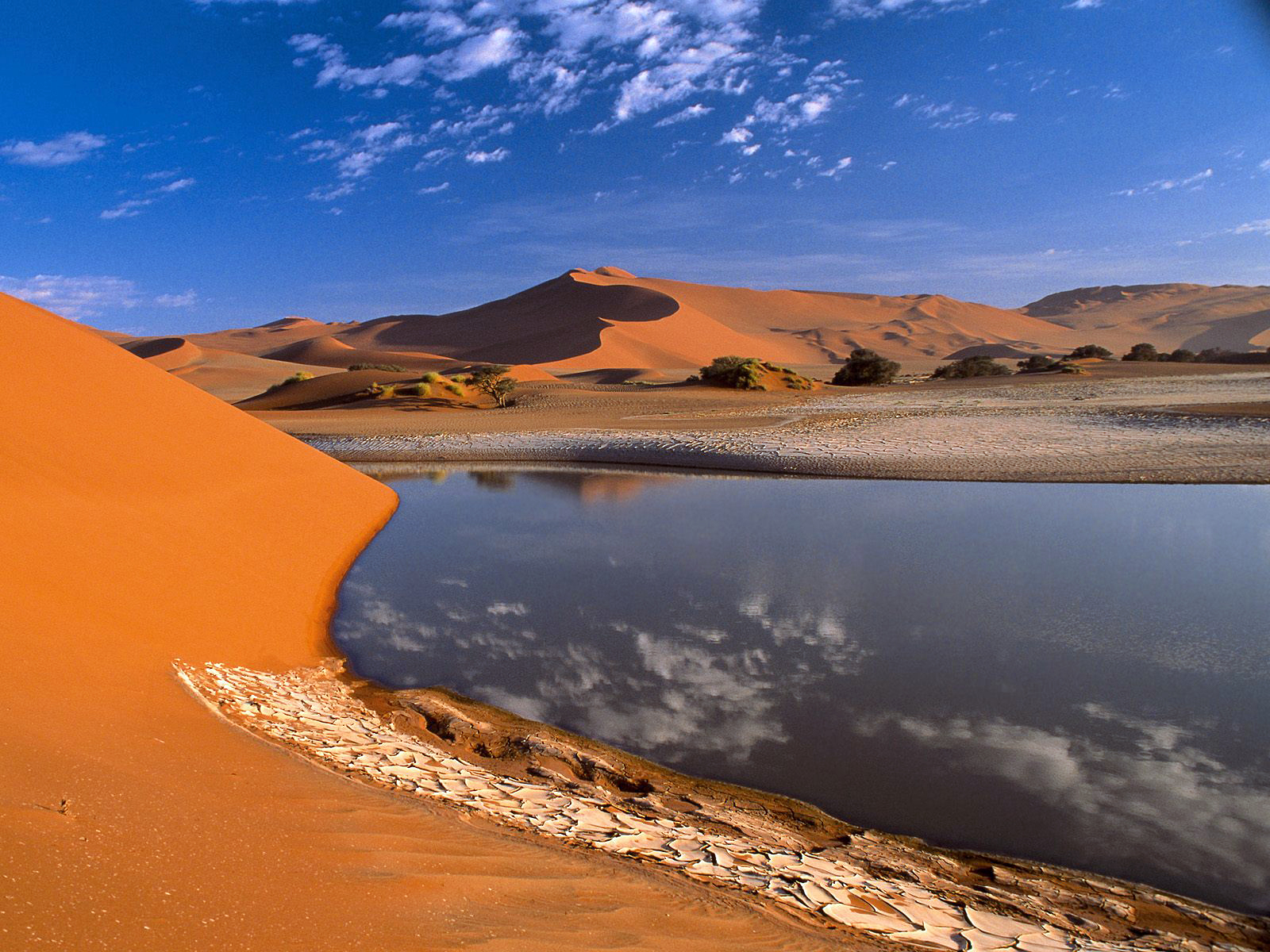 Desert Oasis