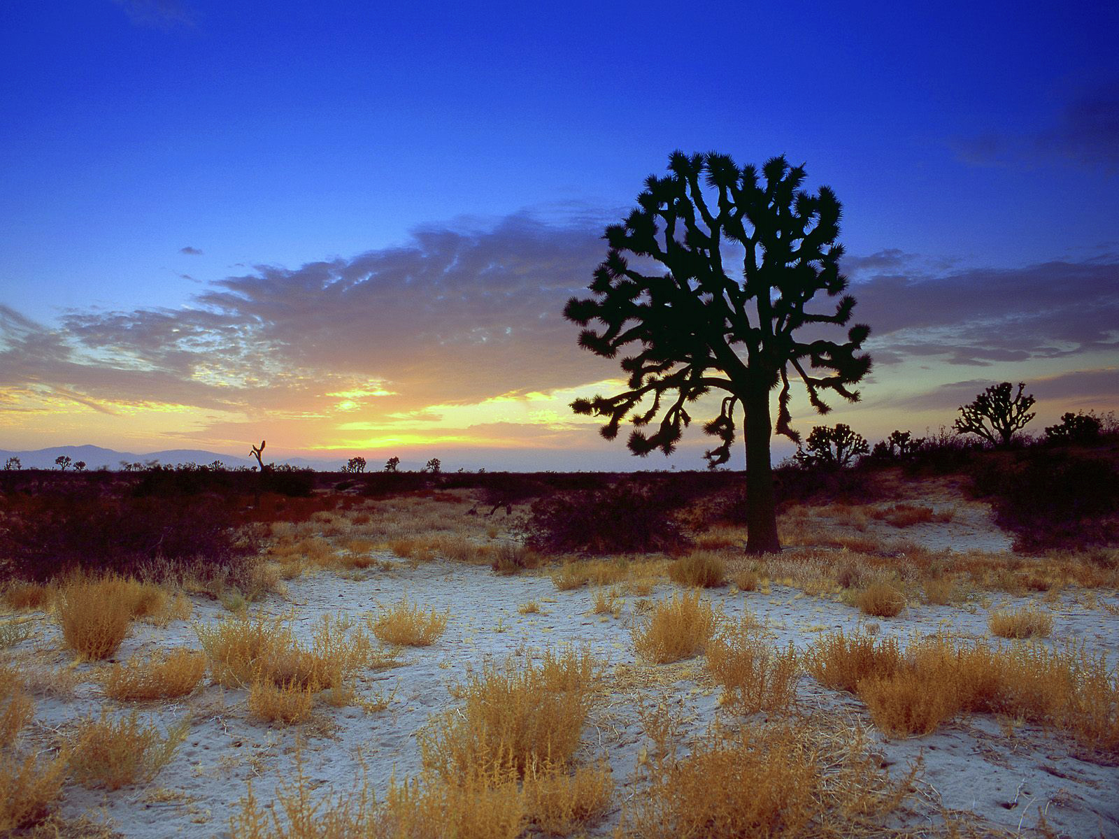 Joshua Tree Sunset Mojave Desert California