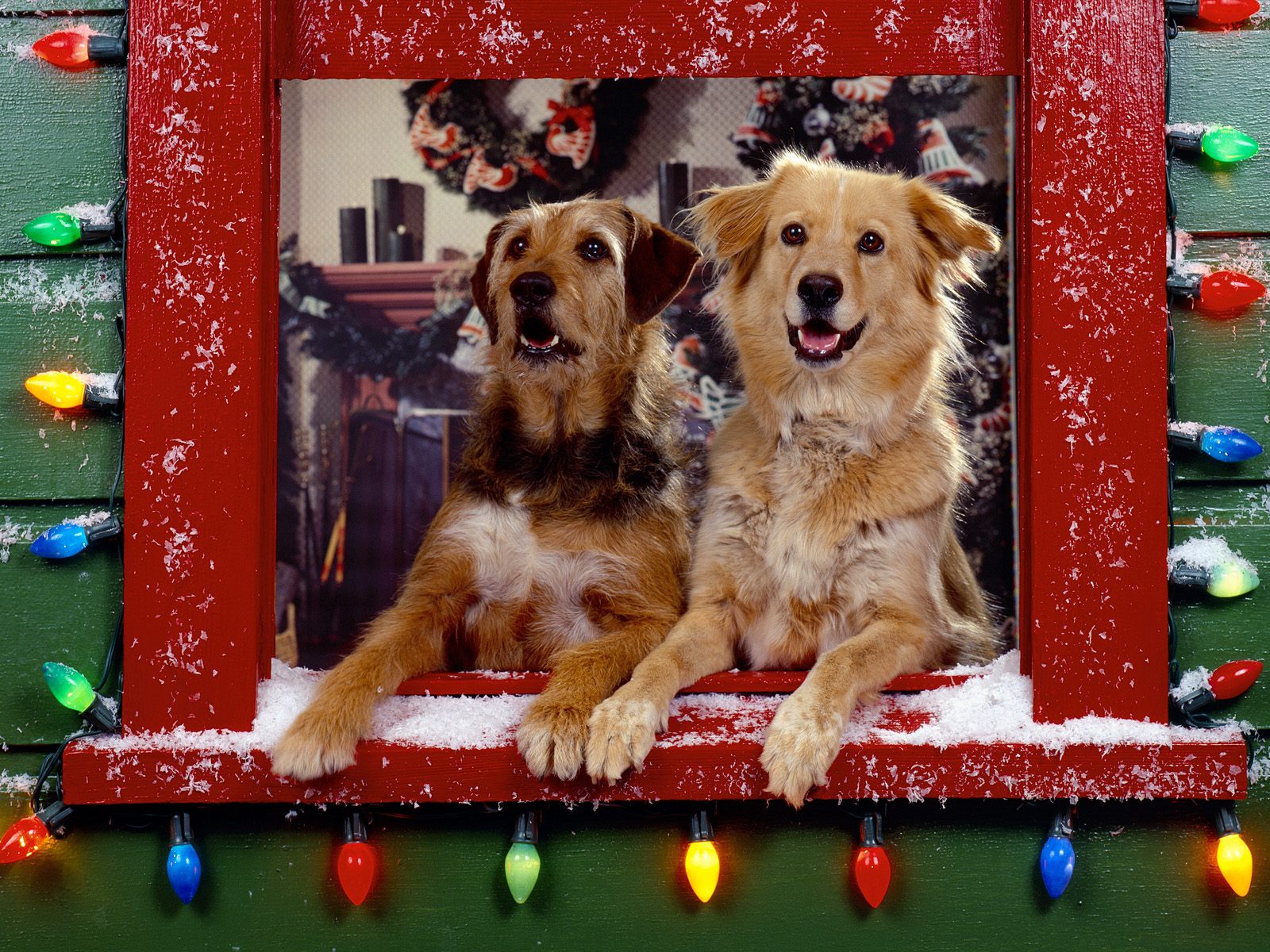 Камни года собаки. Собака новый год. Фото собак и кошек новогодние. Новогодние обои с собаками. Новогодние обои с кошкой и собакой.
