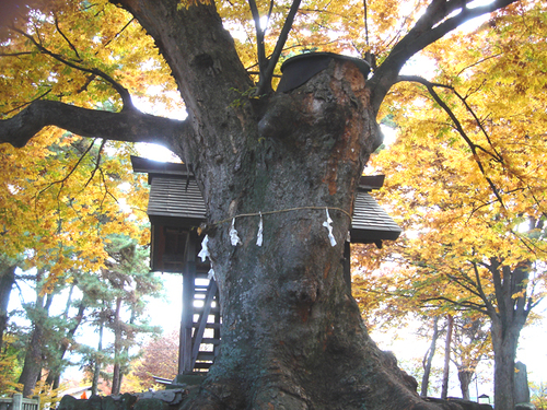 Nagano Forest