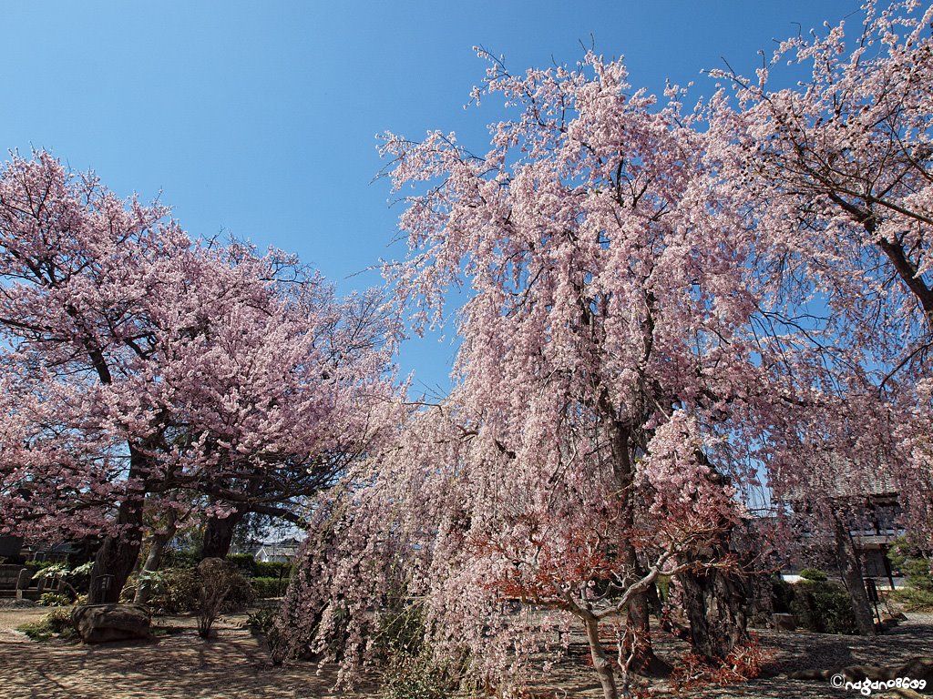 Nagano Road