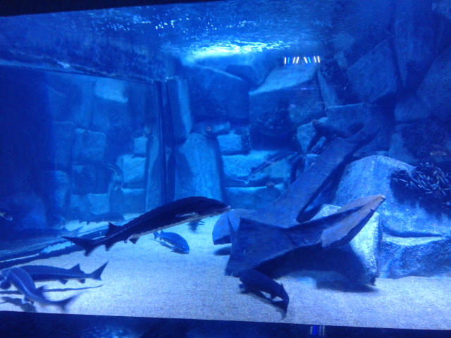 sharks