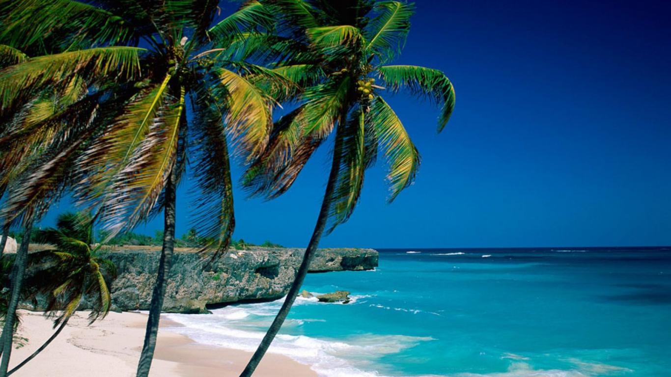 barbados-palms-1366 x 768