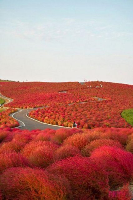 Kochia-japan