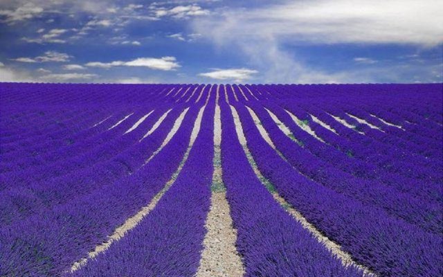 lavander-garden-provence-france