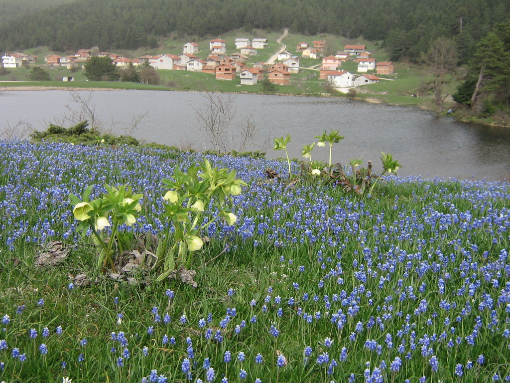 bolu yuva yaylasi