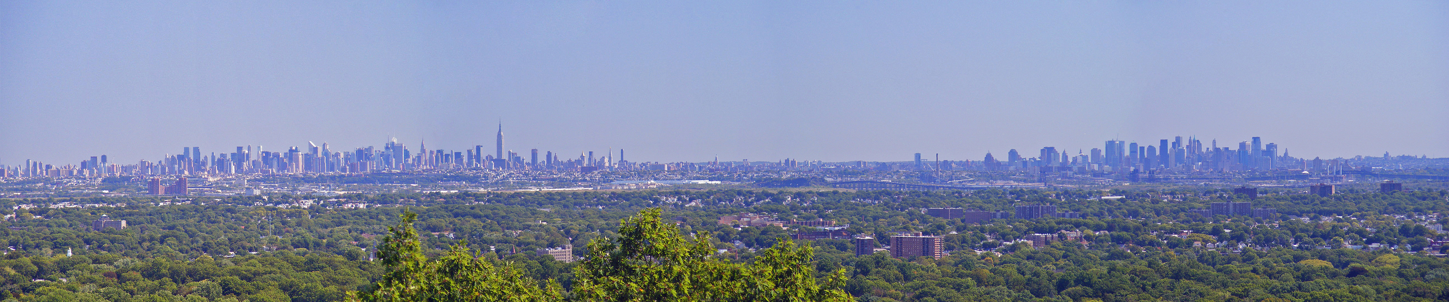 new york trees