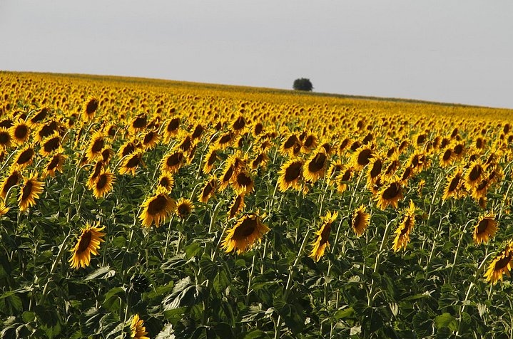 tekirdag flowers