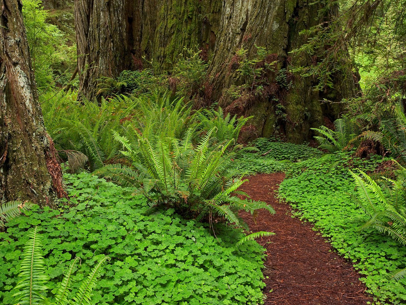 Redwoods State California