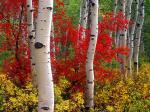 Aspens and Maples Colorado