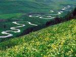 Meadow Parsley Gunnison National Forest Colorado