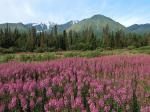 Fireweed Kluane National Park Canada