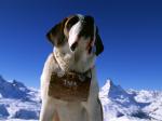 St. Bernard Matterhorn Switzerland