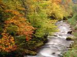 Beech Trees Along the Saliencia River Somiedo Natural Park Asturias Spain