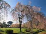 Castle Hirosaki Japan