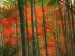 Bamboo Forest Arashiyama Park Kyoto Japan