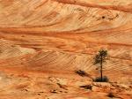 Single Tree on Sandstone Formation Zion National Park Utah
