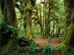 Hall of Mosses Olympic National Park Washington