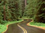 Lush Winding Road Olympic National Park Washington