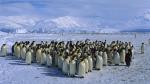 Antarctica penguins