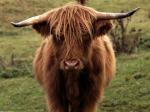 Shetland Cow Scotland