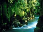 Te Whaiti-Nui-A-Toi Canyon, Whirinaki Forest North Island New Zealand