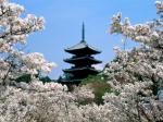 Cherry Blossoms Ninna-Ji Temple Grounds Kyoto Japan
