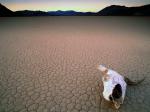 Bone Dry Death Valley California -