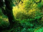 Hoh Rainforest Olympic National Park Washingto