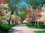 Pink and White Dogwood Trees Lexington Kentuck