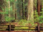 Sentinels of Time Big Basin Redwood State Park California